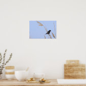 Roodvleugeltroepiaal Foto Poster (Keuken)