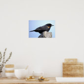 Roodvleugeltroepiaal Foto Poster (Keuken)