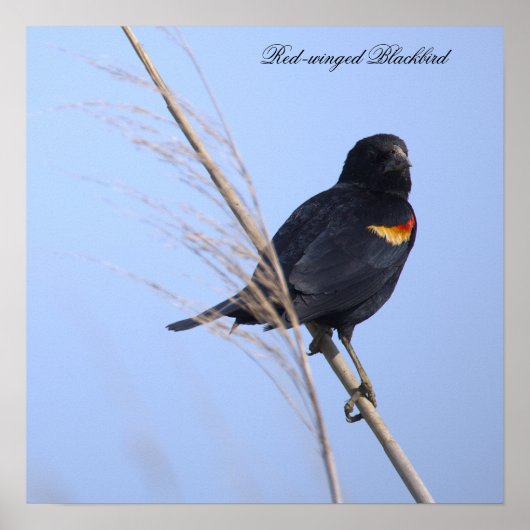 Roodvleugeltroepiaal Foto Poster (Voorkant)