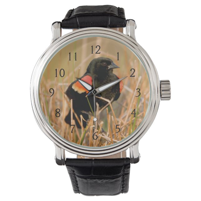 Roodvleugeltroepiaal mannetje zingt horloge (Voorkant)