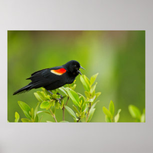 Roodvleugelzwarte Spreeuw (Agelaius Phoeniceus) Poster