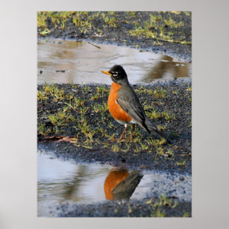 roodvogel poster