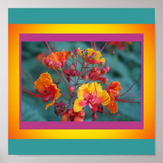 Roodvogel van het Poster van het Paradijs (Voorkant)