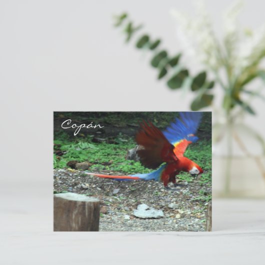 roodvonk briefkaart (Staand voorkant)