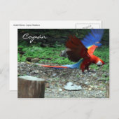 roodvonk briefkaart (Voorkant / Achterkant)