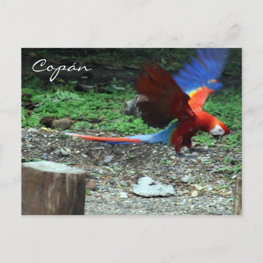 roodvonk briefkaart (Voorkant)