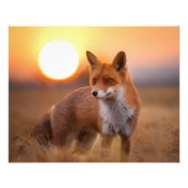 Roodvos Foto Afdruk (Voorkant)