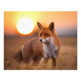 Roodvos Foto Afdruk