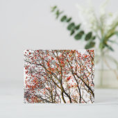 Roodvruchten of asbessen briefkaart (Staand voorkant)