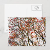 Roodvruchten of asbessen briefkaart (Voorkant / Achterkant)