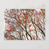 Roodvruchten of asbessen briefkaart (Voorkant)