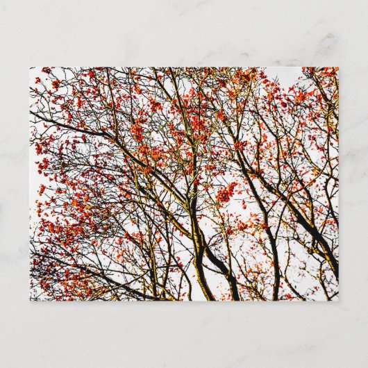 Roodvruchten of asbessen briefkaart (Voorkant)