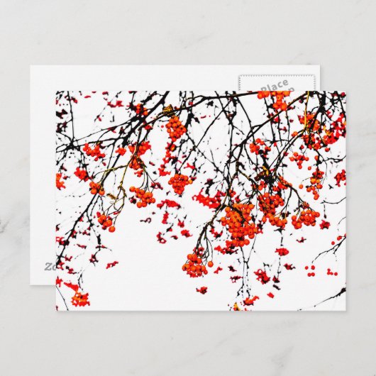 Roodvruchten of asbessen briefkaart (Voorkant / Achterkant)