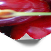 Roodvruchten van kersen, vers close-up poster (Hoek)