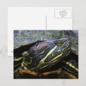 Roodwangschildpad, Trachemys scripta elegans, 2 Briefkaart (Voorkant / Achterkant)