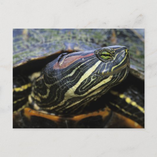 Roodwangschildpad, Trachemys scripta elegans, 2 Briefkaart (Voorkant)