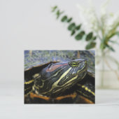 Roodwangschildpad, Trachemys scripta elegans, 2 Briefkaart (Staand voorkant)