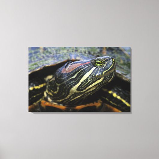 Roodwangschildpad, Trachemys scripta elegans, 2 Canvas Afdruk (Voorkant)