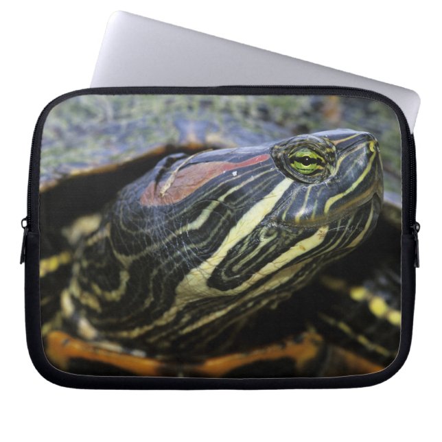 Roodwangschildpad, Trachemys scripta elegans, 2 Laptop Sleeve (Voorkant)
