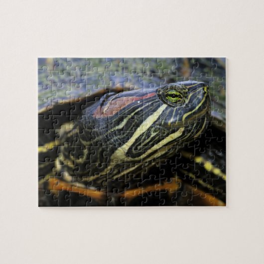Roodwangschildpad, Trachemys scripta elegans, 2 Legpuzzel (Horizontaal)
