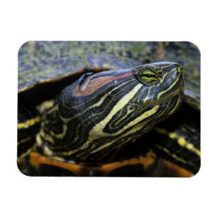 Roodwangschildpad, Trachemys scripta elegans, 2 Magneet