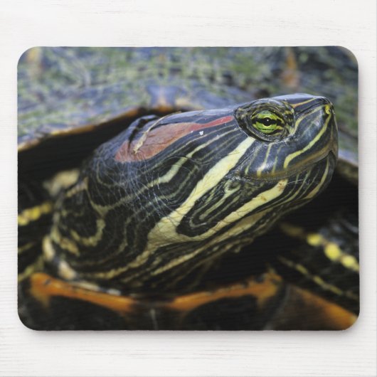 Roodwangschildpad, Trachemys scripta elegans, 2 Muismat (Voorkant)