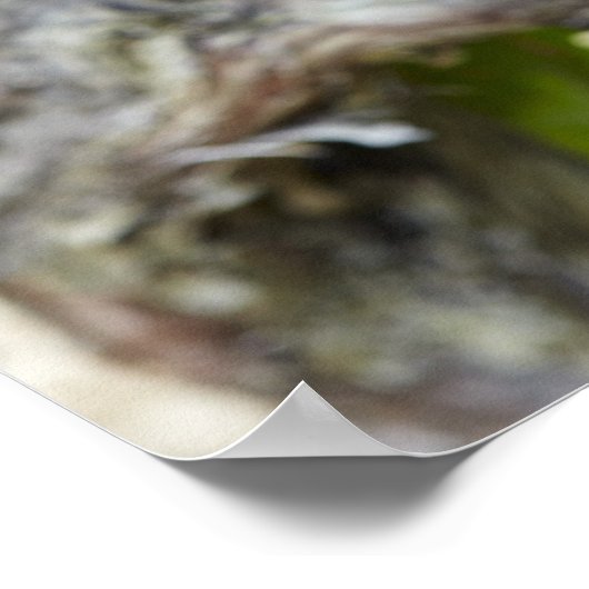 Roodwijndruiven op de wijnstok poster (Hoek)