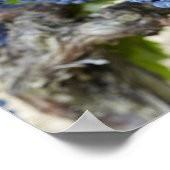 Roodwijndruiven op de wijnstok poster (Hoek)