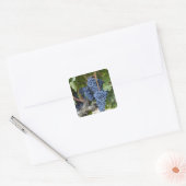 Roodwijndruiven op de wijnstok vierkante sticker (Envelop)