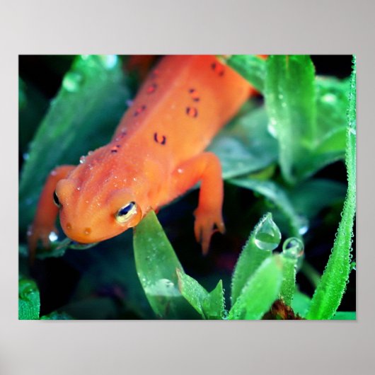 Roodzaakt salamander-regendruppels op oog poster (Voorkant)