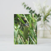 Roodzaakte reukslang in de gras briefkaart (Staand voorkant)