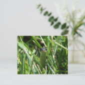 Roodzaakte reukslang in de gras briefkaart (Staand voorkant)