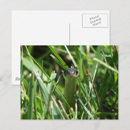 Roodzaakte reukslang in de gras briefkaart (Voorkant / Achterkant)