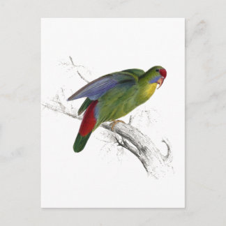 Roodzijdige parrakeet briefkaart