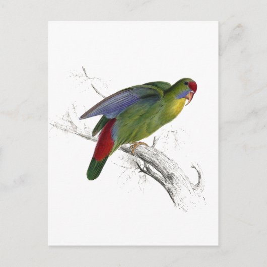 Roodzijdige parrakeet briefkaart (Voorkant)