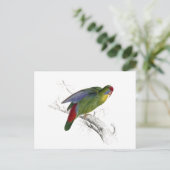 Roodzijdige parrakeet briefkaart (Staand voorkant)