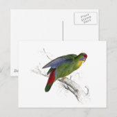 Roodzijdige parrakeet briefkaart (Voorkant / Achterkant)