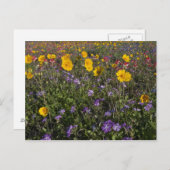 Roodzijdige wilde bloemen in Texas, lente Briefkaart (Voorkant / Achterkant)