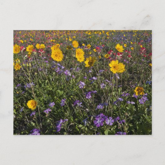 Roodzijdige wilde bloemen in Texas, lente Briefkaart (Voorkant)