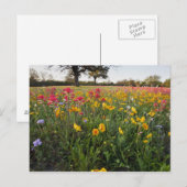 Roodzijdige wilde bloemen in Texas, lente Briefkaart (Voorkant / Achterkant)