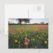 Roodzijdige wilde bloemen in Texas, lente Briefkaart (Voorkant / Achterkant)