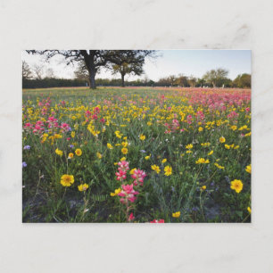 Roodzijdige wilde bloemen in Texas, lente Briefkaart