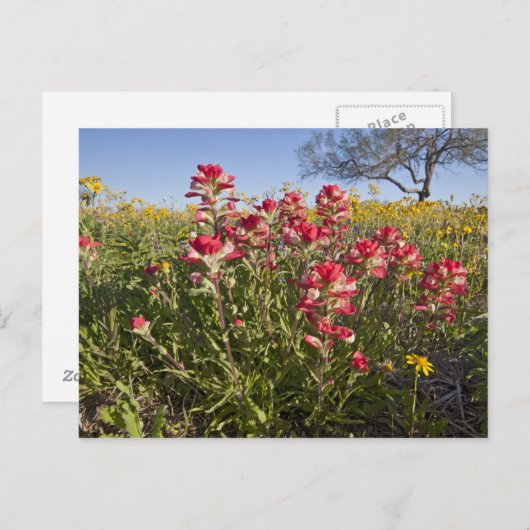Roodzijdige wilde bloemen in Texas, lente Briefkaart (Voorkant / Achterkant)