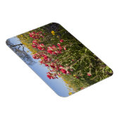 Roodzijdige wilde bloemen in Texas, lente Magneet (Rechterzijde)