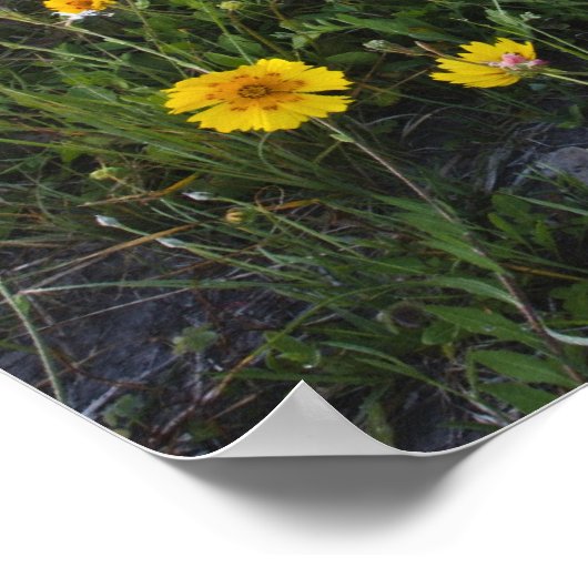 Roodzijdige wilde bloemen in Texas, lente Poster (Hoek)