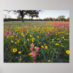 Roodzijdige wilde bloemen in Texas, lente Poster