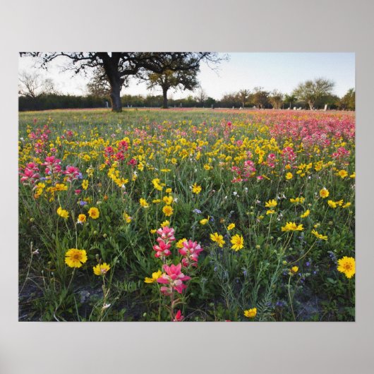 Roodzijdige wilde bloemen in Texas, lente Poster (Voorkant)