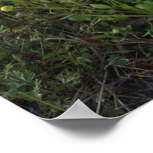 Roodzijdige wilde bloemen in Texas, lente Poster (Hoek)