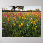 Roodzijdige wilde bloemen in Texas, lente Poster (Voorkant)