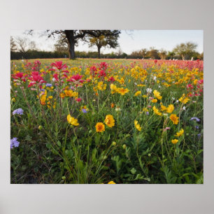 Roodzijdige wilde bloemen in Texas, lente Poster